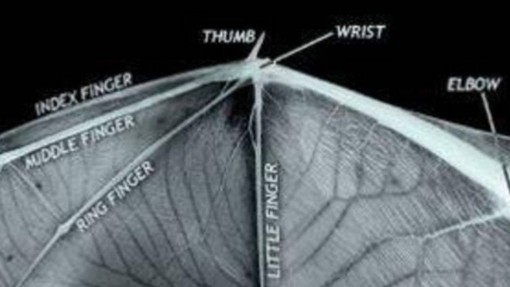 The Next Generation of Aircraft Could be Inspired by Bat Wings