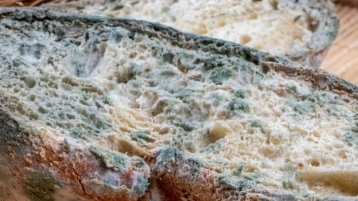 Mouldy slice of bread Mid-career CV as stale as an old loaf? Here's how to revive it.