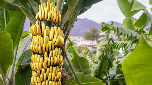 Banana tree