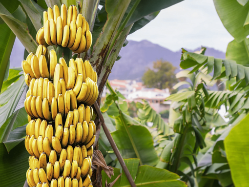 Banana tree